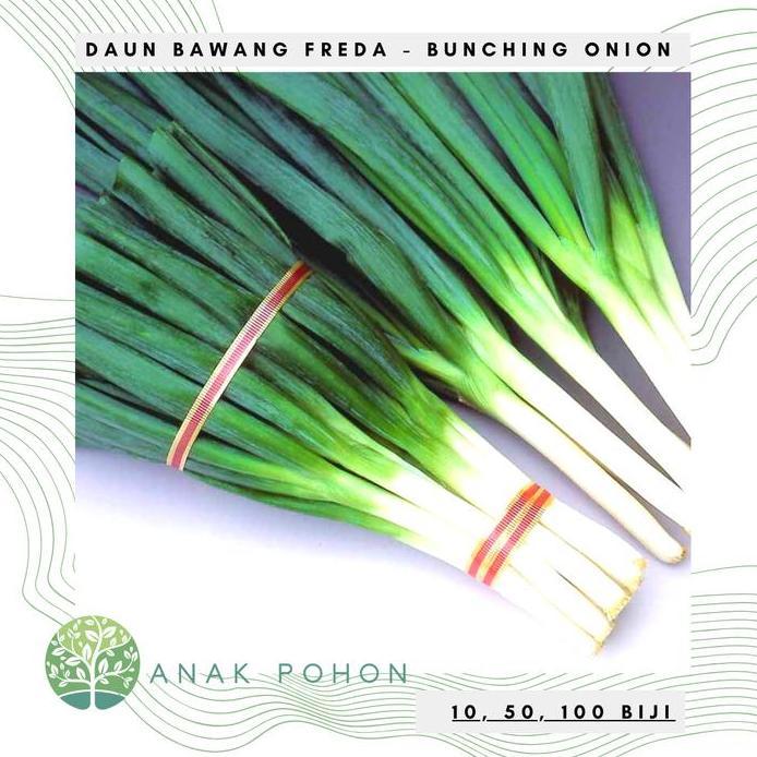 Benih / Bibit / Biji - Daun Bawang 'Freda' Hybrid F1 - LOKAL