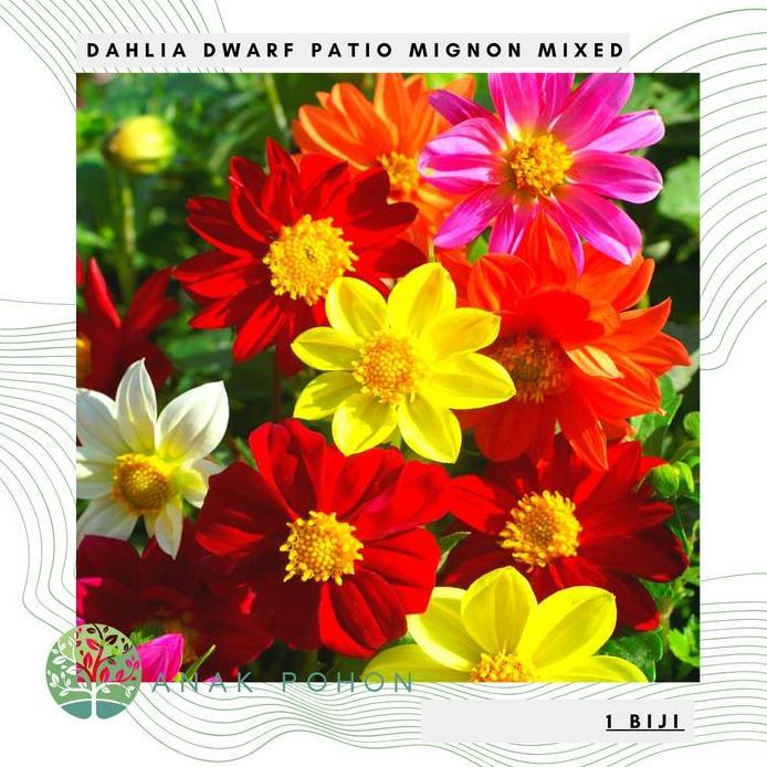 Benih Bibit Biji - Bunga Dahlia Dwarf Patio Mignon Flower Seeds