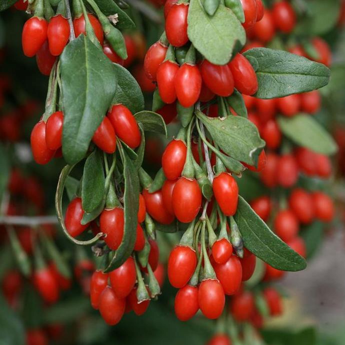 Benih / Bibit / Biji Goji Berry (Goji Berry Seeds) - IMPORT
