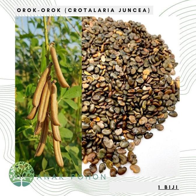 Benih Bibit Biji - Orok Orok (Crotalaria juncea) Penghasil Biomassa