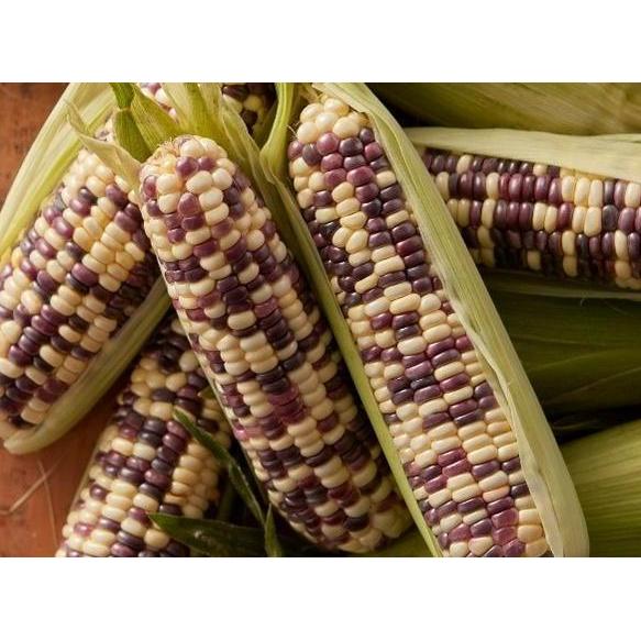 Benih Bibit Biji - Jagung Pulut Batik Bicolor Ungu Putih Corn Seeds