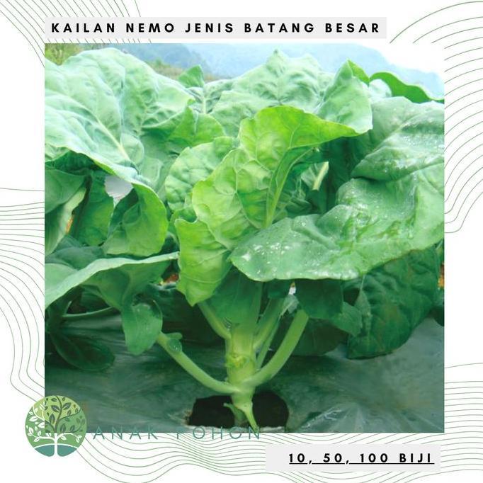 Benih Bibit Biji - Kailan Nemo Chinese Kale Jenis Berbatang Besar Seed