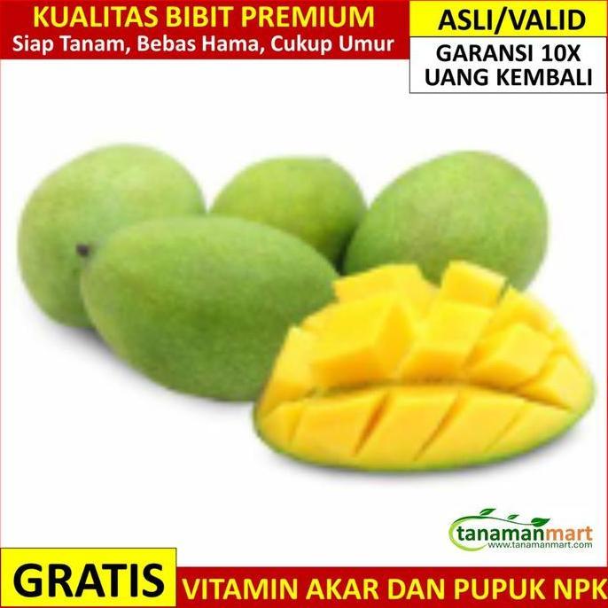 Bibit Mangga Manalagi Asli Bergaransi, Pohon Buah Simanalagi Cangkok Terbaik