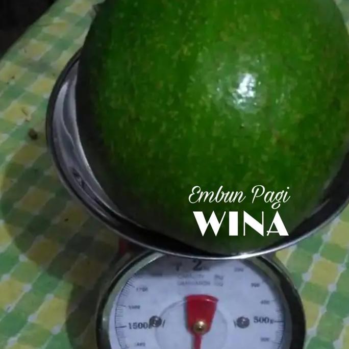 Bibit Buah 5 jenis Pohon Alpukat Unggul Terbaik