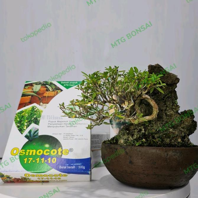 DECASTAR / OSMOCOTE 17-11-10 Pupuk Untuk Bonsai Kemasan 500 Gram PAN