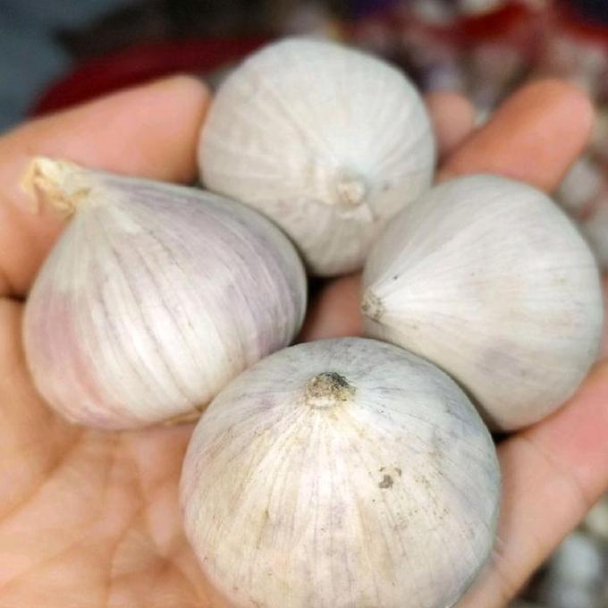 Bawang putih tunggal Super Jumbo