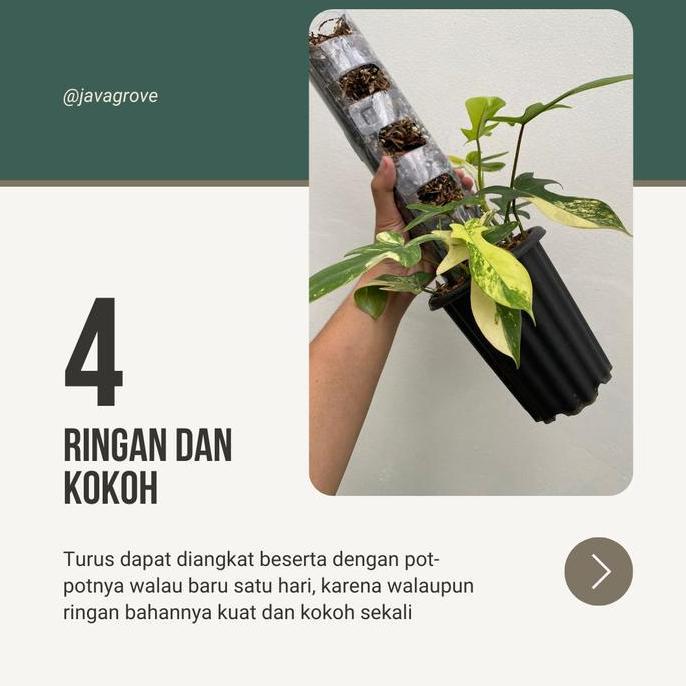 PROMO 10 pcs TurusTetik / Turus Plastik Mika Bening Mica / Moss pole TURUS ESTETIK