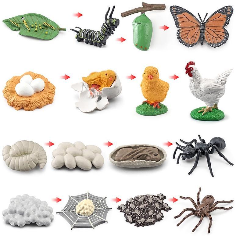 Premium Mainan Binatang Edukasi Anak Tk Sd Hewan Belajar Mengenal Metamorfosis Simulasi Hewan Mainan