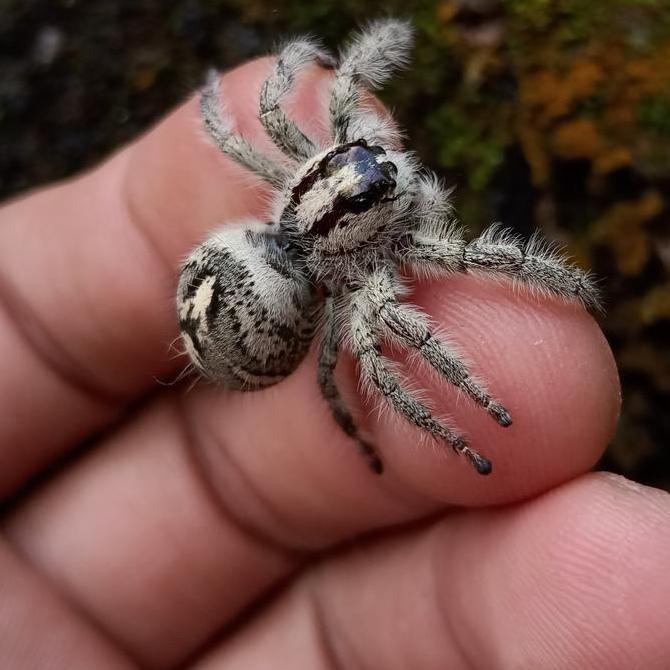 Jumping spider