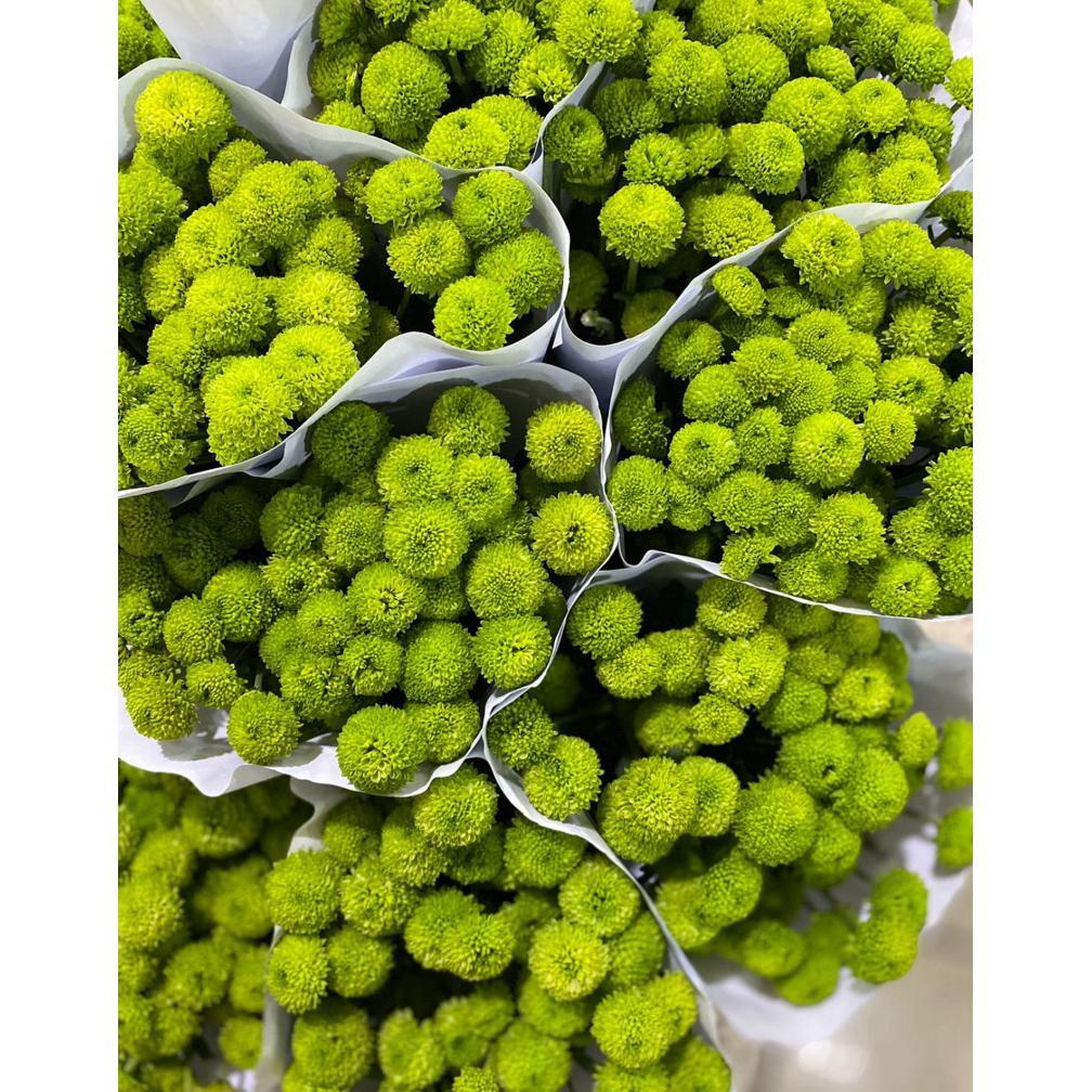 Bunga Aster Puma Hijau