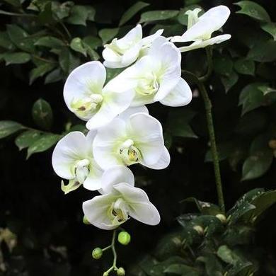 HOT DEAL - Bunga Anggrek Artificial Super Premium Latex Import (Real Touch) - 7Head-Varian Colors