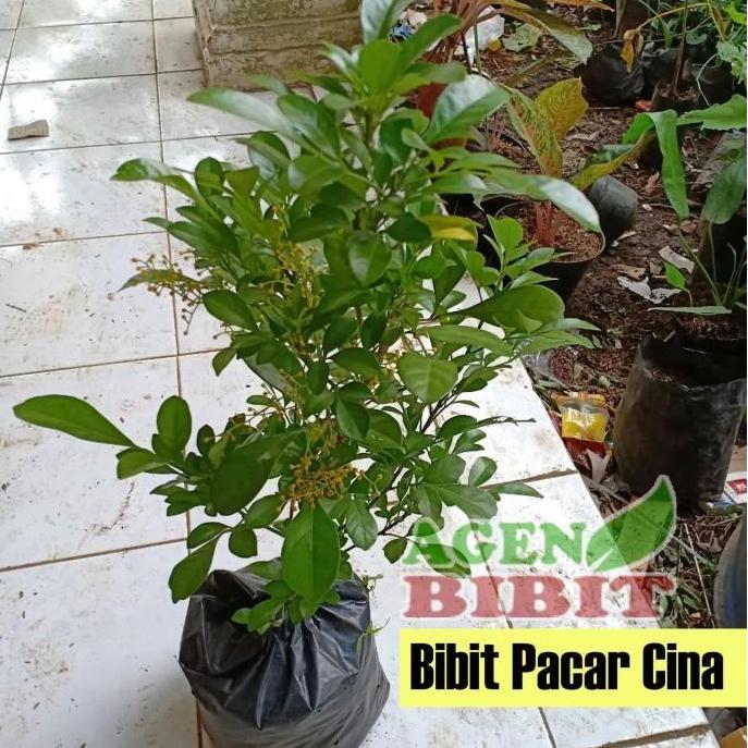 Bibit Pohon Culan - Tanaman Pacar Cina - Kemuning Cina