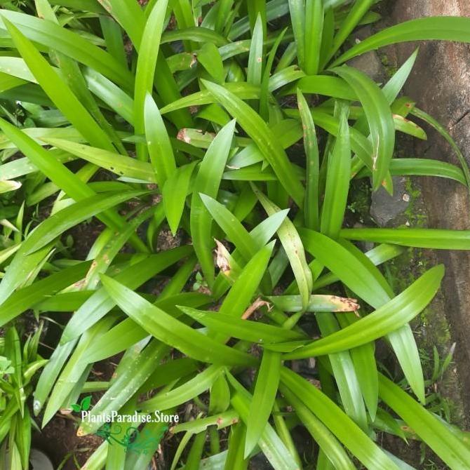 Tanaman hias bakung amarilis bunga Putih - Pohon Bakung bunga putih