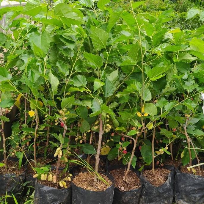 BIBIT TANAMAN BUAH MURBEI SUDAH BERBUAH