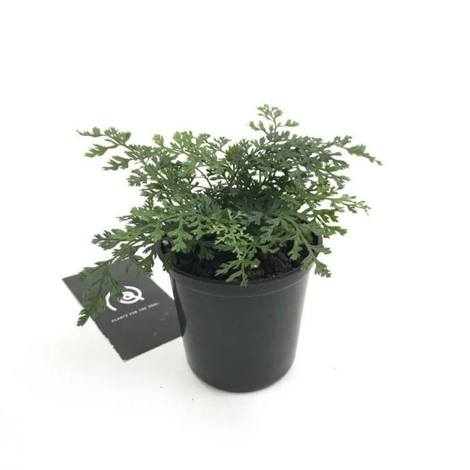 Bolbitis Heteroclita Difformis 'Mini Bolbitis' - Tanaman Paludarium