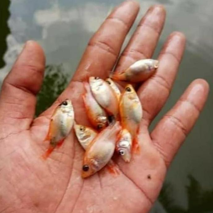 bibit ikan nila bangkok merah