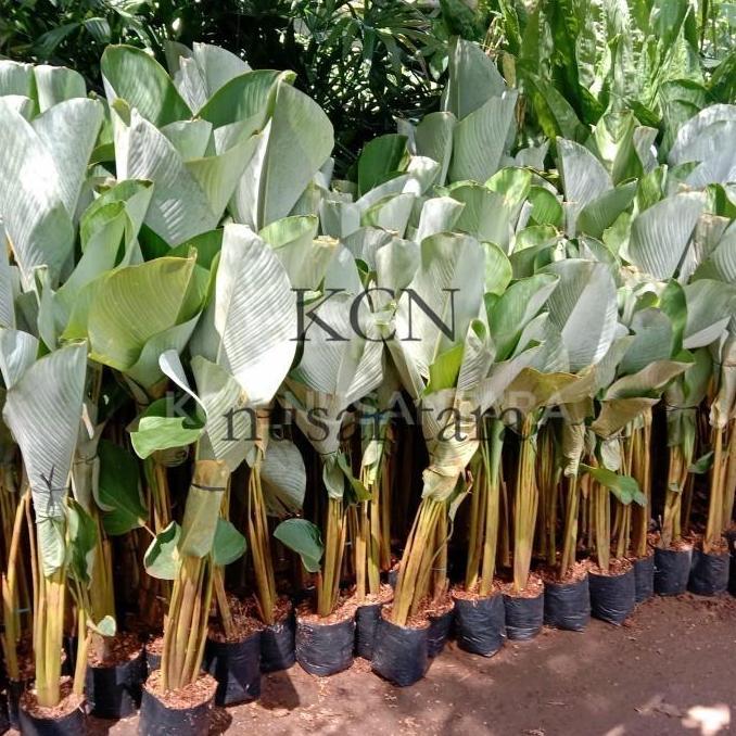 tanaman calathea - pisang calathea lutea