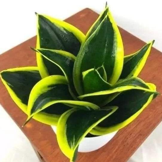 TANAMAN HIAS SANSIVERA MINI PAGODA - TANAMAN HIAS INDOOR