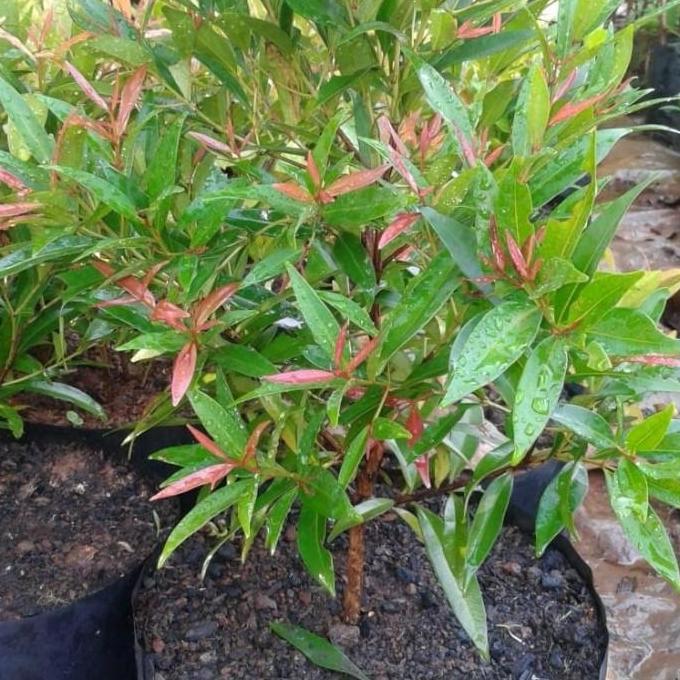 PROMO tanaman pucuk merah 30cm//pucuk merah