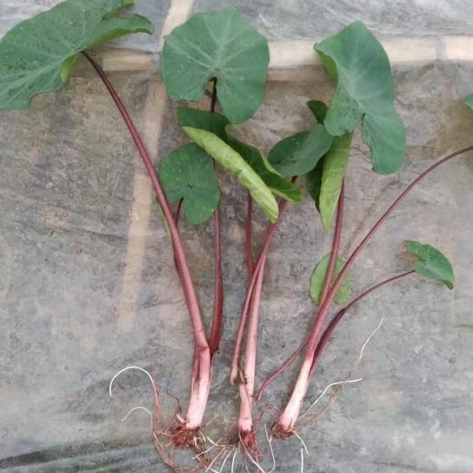 bibit talas jepang merah