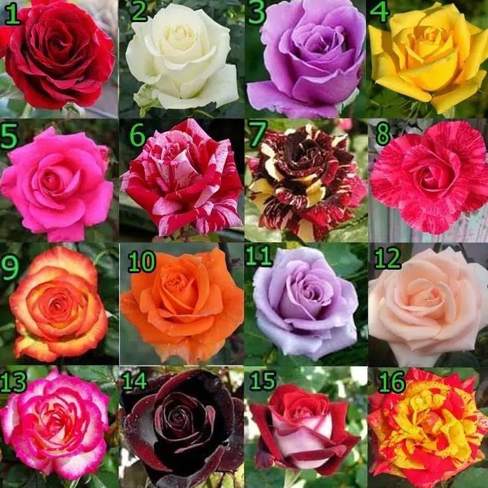 tanaman hias mawar holland indukan