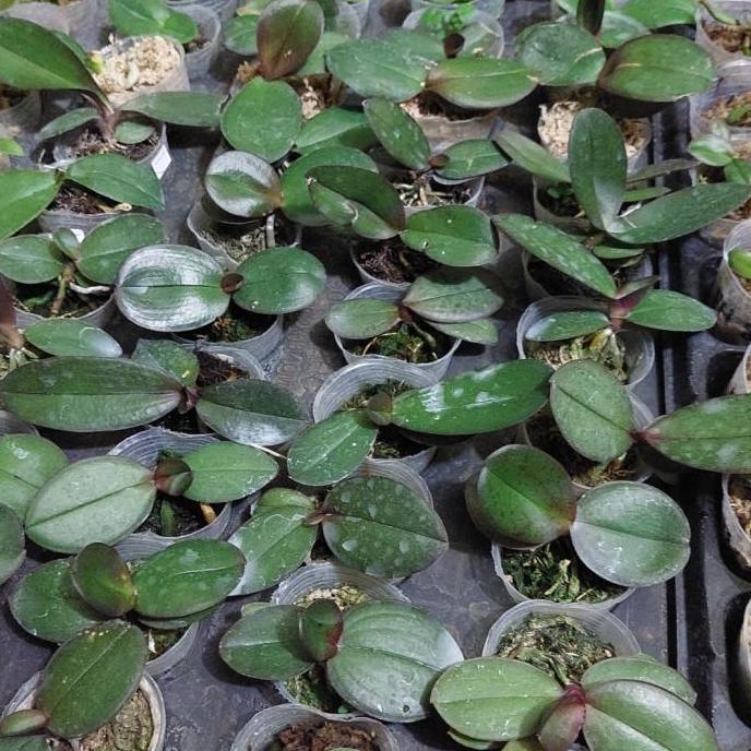 bibit anggrek bulan bunga jumbo