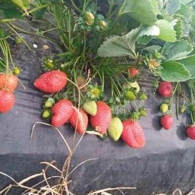 Bibit Strawberry Juba ( Original Jumbo x Bali )
