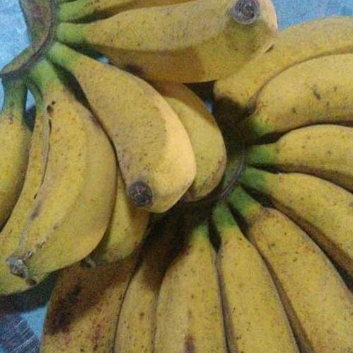 Sunakku- Pisang Raja Bulu Super