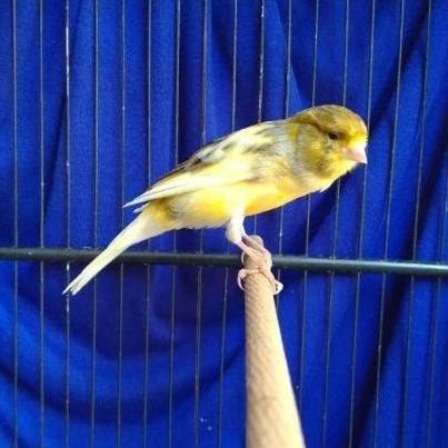 Burung kenari AF gacor bon gereja