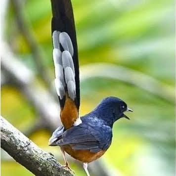 MURAI BATU JANTAN/MURAI BATU MEDAN GACOR/MURAI LOMBA