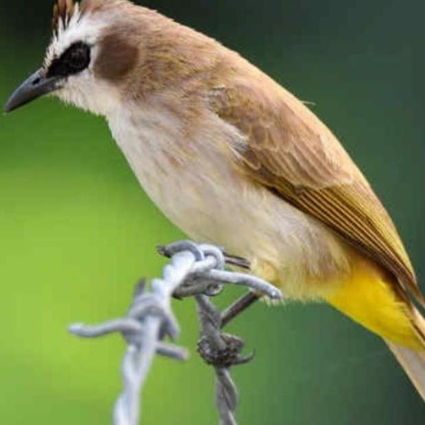 burung trucuk jatim