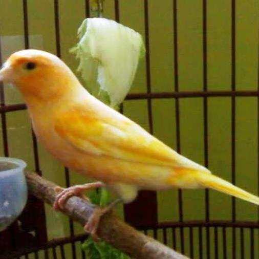 KENARI JANTAN LOPER GACORAN