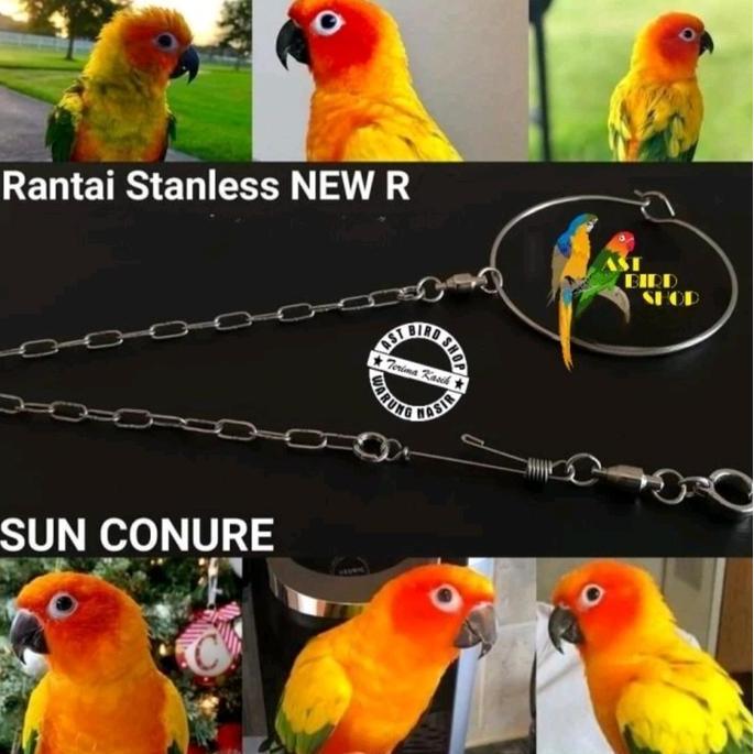 Rantai stainless kaki burung nuri kepala hitam