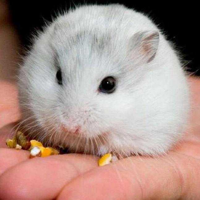 Hamster Winter White Pearl Putih