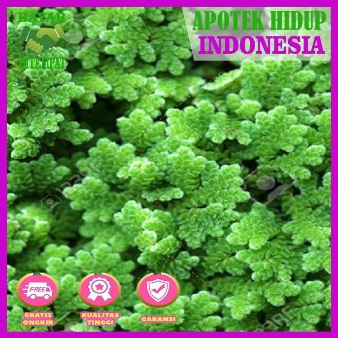 Azolla untuk penghilang bau amoniak kolam ikan