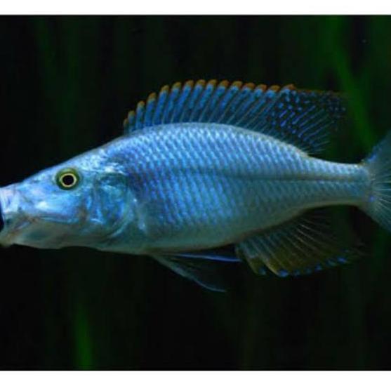 Jendral cichlid