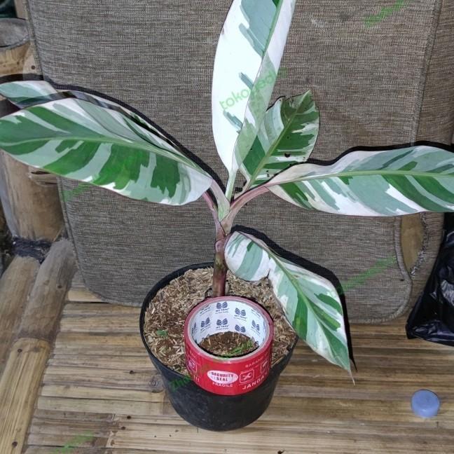 BIBIT PISANG VARIEGATA MUSAE Y MMZ viral