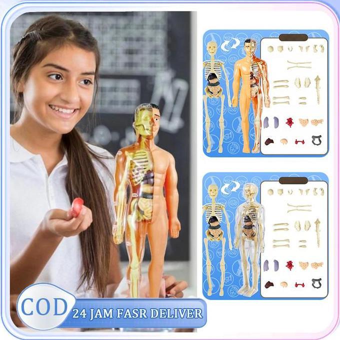 1set Anatomy Human Body Human Body Anatomi Model The Human Body Anatomy Model