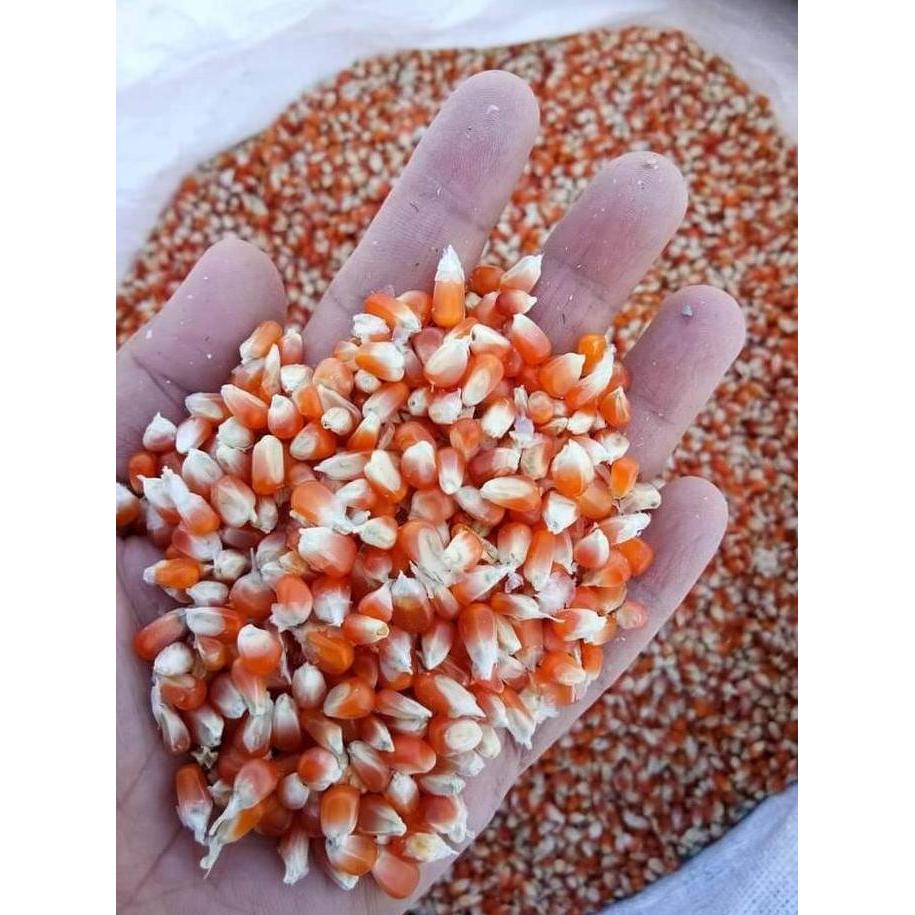 Jagung kristal karungan 25 KG / jagung crystal 1 karung SS
