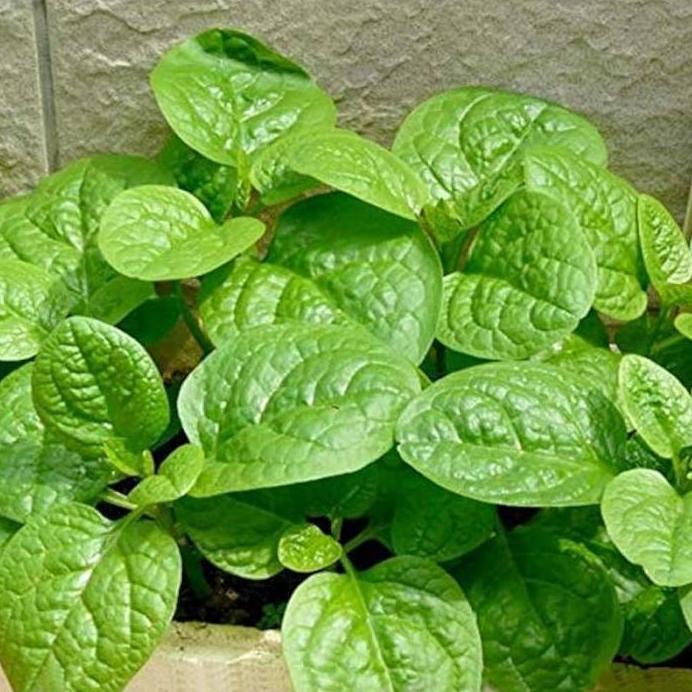 Benih Bibit Biji - Bayam Malabar Spinach Big Round Leaf Seeds - IMPORT