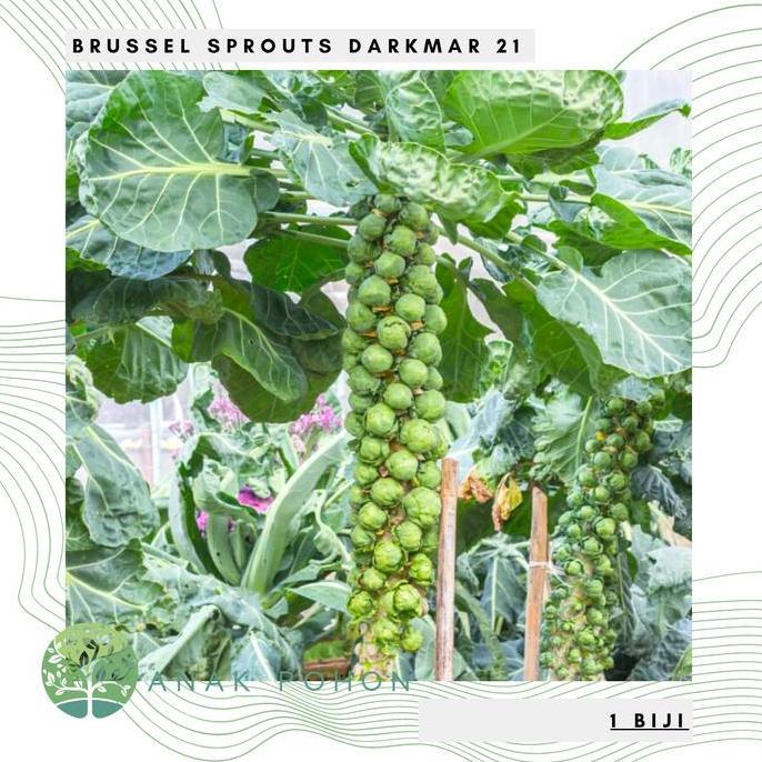 Benih Bibit Biji - Brussel Sprouts Darkmar 21 Kubis Mini Seeds