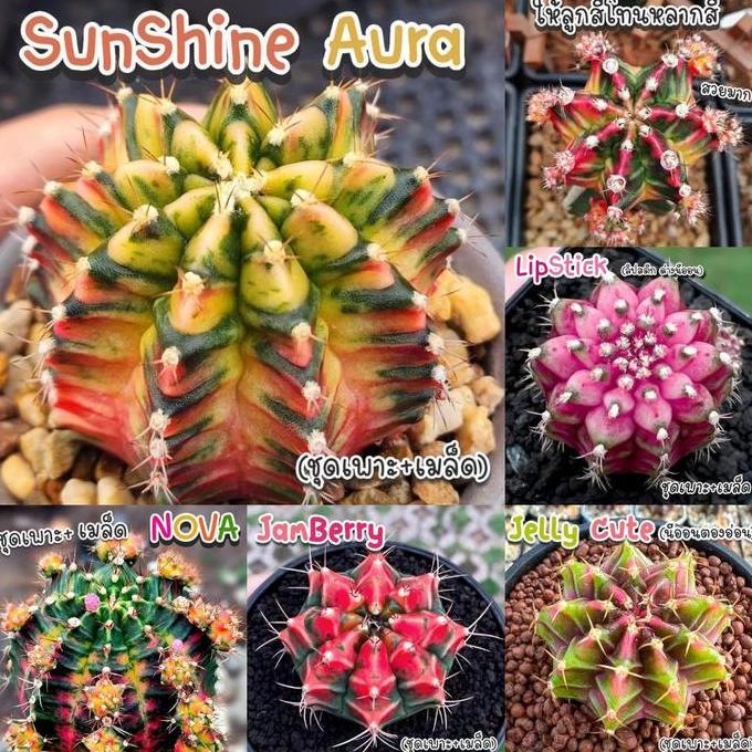 Benih Bibit Biji - Cactus Gymnocalycium Hybrid Thailand Kaktus Langka Sultan Rare Seeds - Tersedia 4