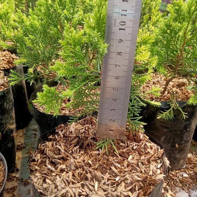 cemara golden sinensis bahan bonsai