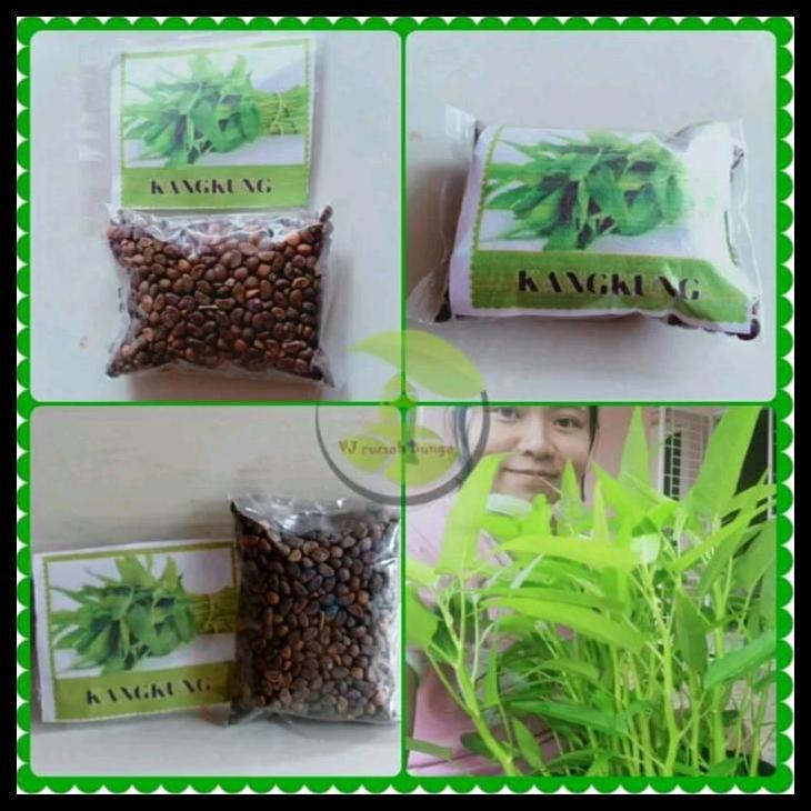 Promo / Super Jumbo Benih Kangkung 5 Kg