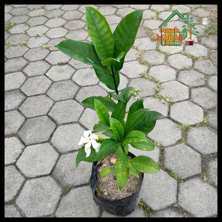 Promo / Tanaman Langka Melati Cengkeh Wangi