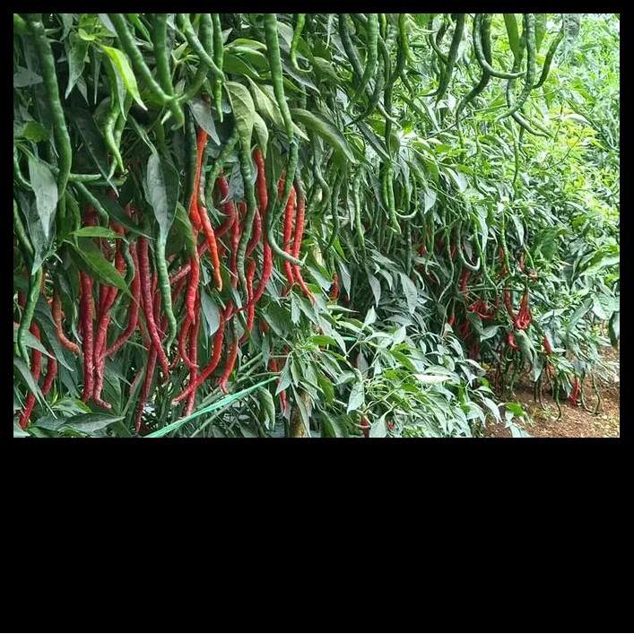 Promo / 10Gr Benih Origon Cabe Merah Keriting Super Tinggi 2 Meter