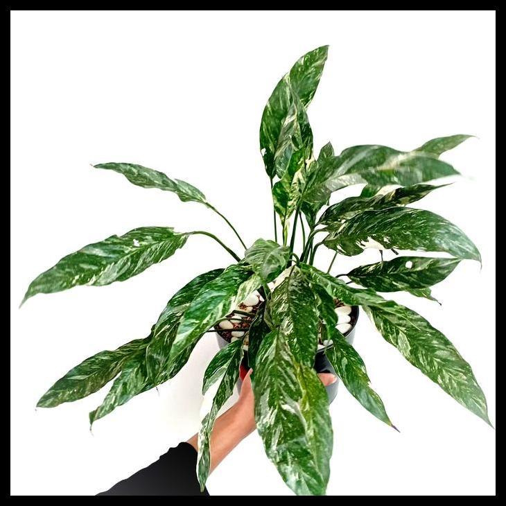 Promo / Peace Lily Domino Var. / Spathiphyllum Domino