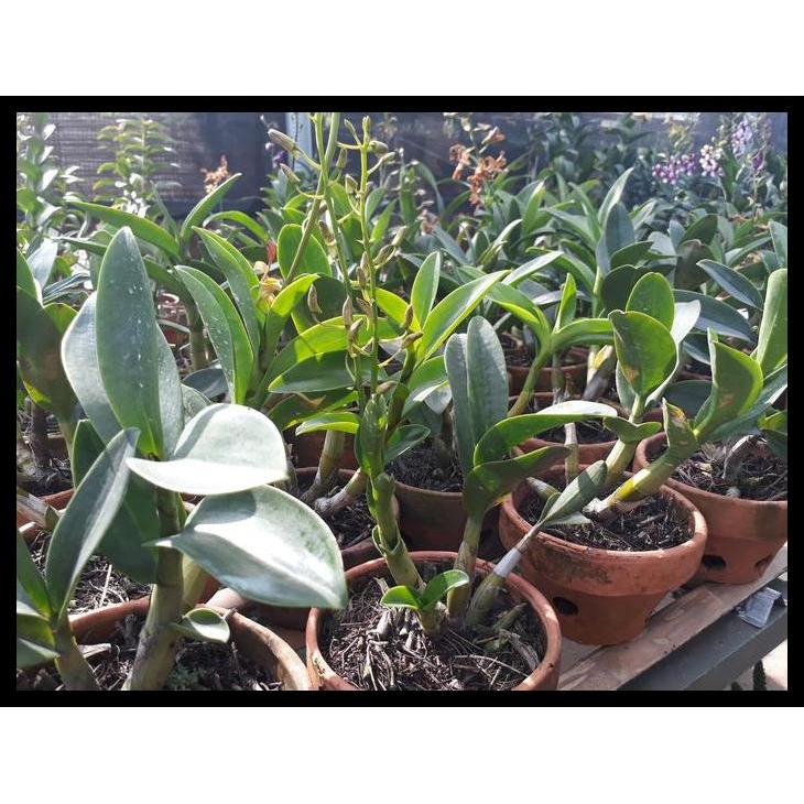 Promo / Dendrobium Keriting Rambo