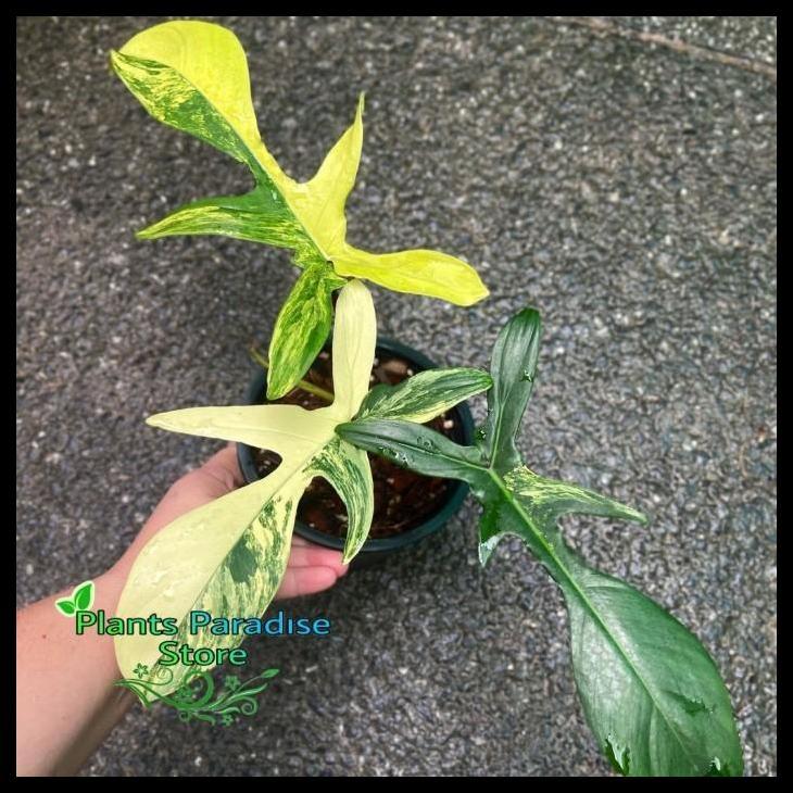 Promo / Philodendron Florida Beauty Variegata - Tanaman Hias Florida Beauty