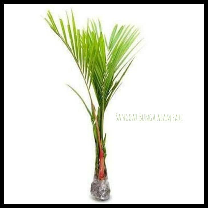 Promo / Tanaman Hias Palem Merah 1 Meter